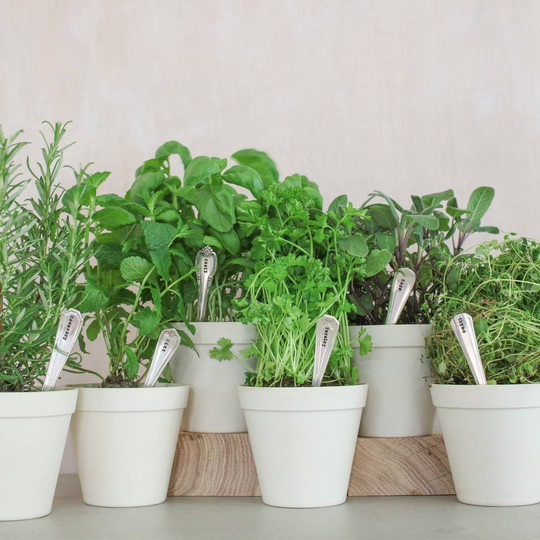 Set Of Six Personalised Vintage Herb Markers