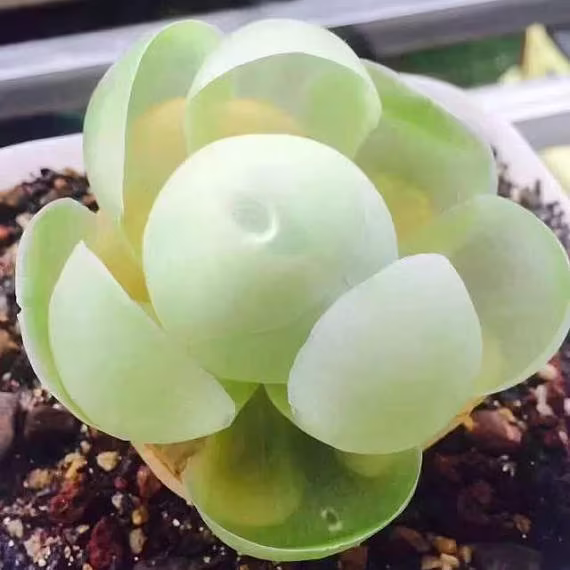 Greenovia Diplocycla Var Gigantea, Mountain Rose, 10 Seeds, Rare Succulent