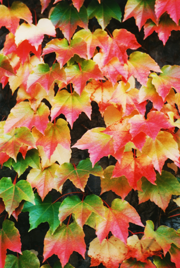 100 Boston Ivy/Japanese Creeper Vine Bulk Seeds | Parthenocissus Tricuspidata