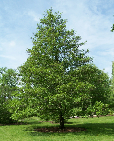 Alnus Cordata Italian Alder Or Glutionsa Common Black 30 50 100 Seeds Deciduous Hardy Tree Shrub Bonsai Wildlife Ukfreep