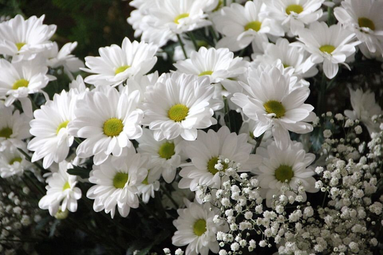 Leucanthemum - Snow Lady F1 X 20 Seeds, Hardy Perennial, Fairy Flower Seeds