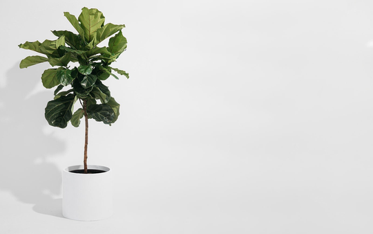 Matte White Cylinder Planter | Indoor & Outdoor Modern Lightweight Hand Painted Planters