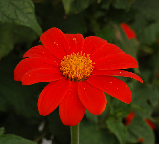 Mexican Sunflower, Tithonia Rotundifolia - 50 Seeds Non Gmo