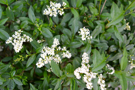20 Seeds Ligustrum Classic Privet Shrub- Read Full Description = Vulgare - Seed Pack