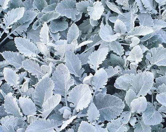 Silver Foliage Cineraria Cirrus Flower Seeds - 10 Rare
