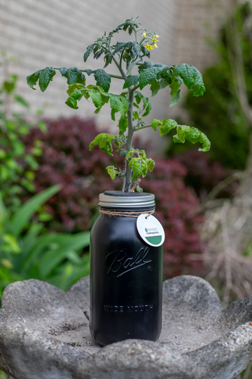 Hydroponic Cherry Tomato Growing Kit