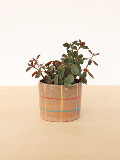 Colorful Ceramic Planter | Cactus Pot With Drainage Indoor Succulent