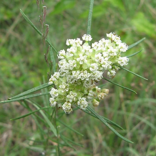 Whorled Milkweed | Asclepias Verticillata Packet Of 12 Seeds With Free Shipping