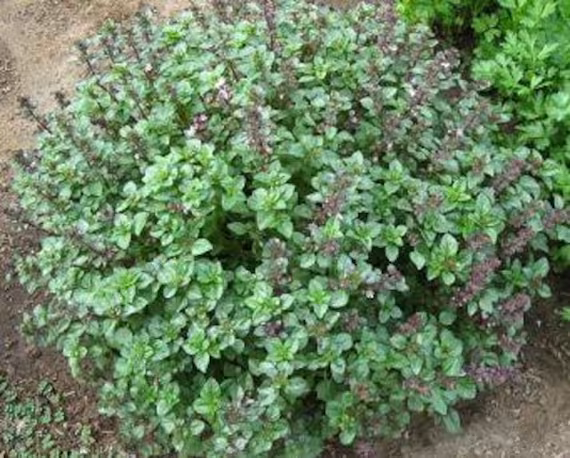 Basil Bush | Ocimum Minimum Heirloom Non-Gmo | 25 Seeds