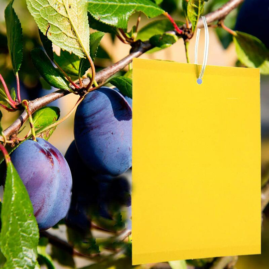 Litzee - 50 Pieces Profession Double Sided Sticky Traps, Anti White Fly Insect Traps, Aphids, Moths for Garden Plant Flower Fruits, with Cable