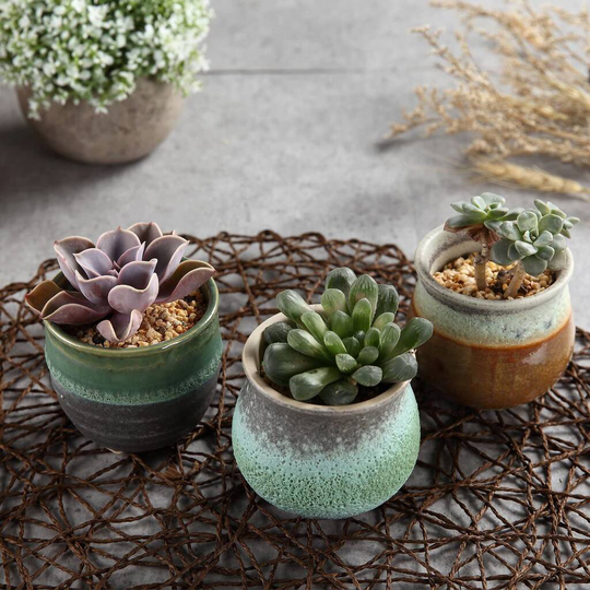 Set Of Three Ceramic Succulent Plant Pots