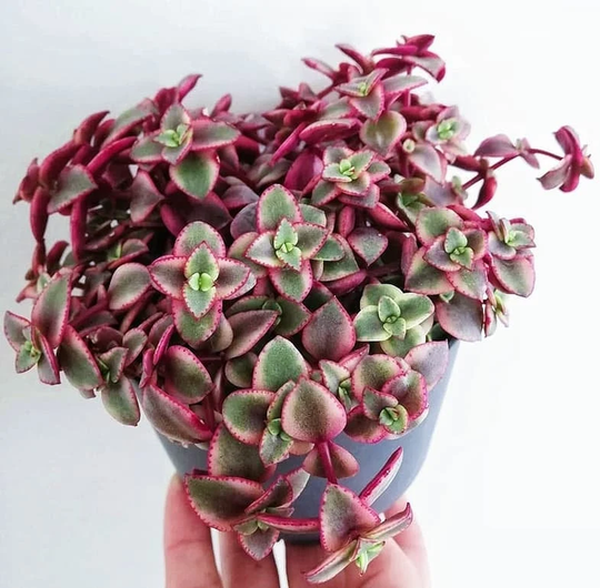 Calico Kitten Succulent, Crassula Pellucida Variegata, Variegated in 2