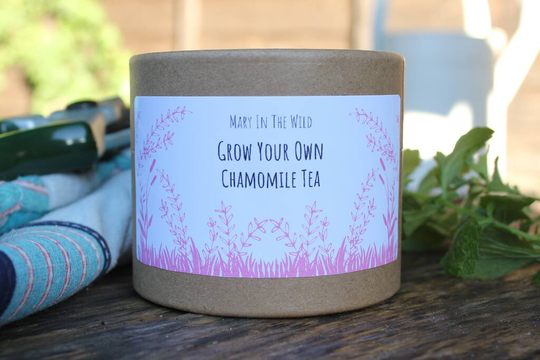 Grow Your Own Chamomile Tea