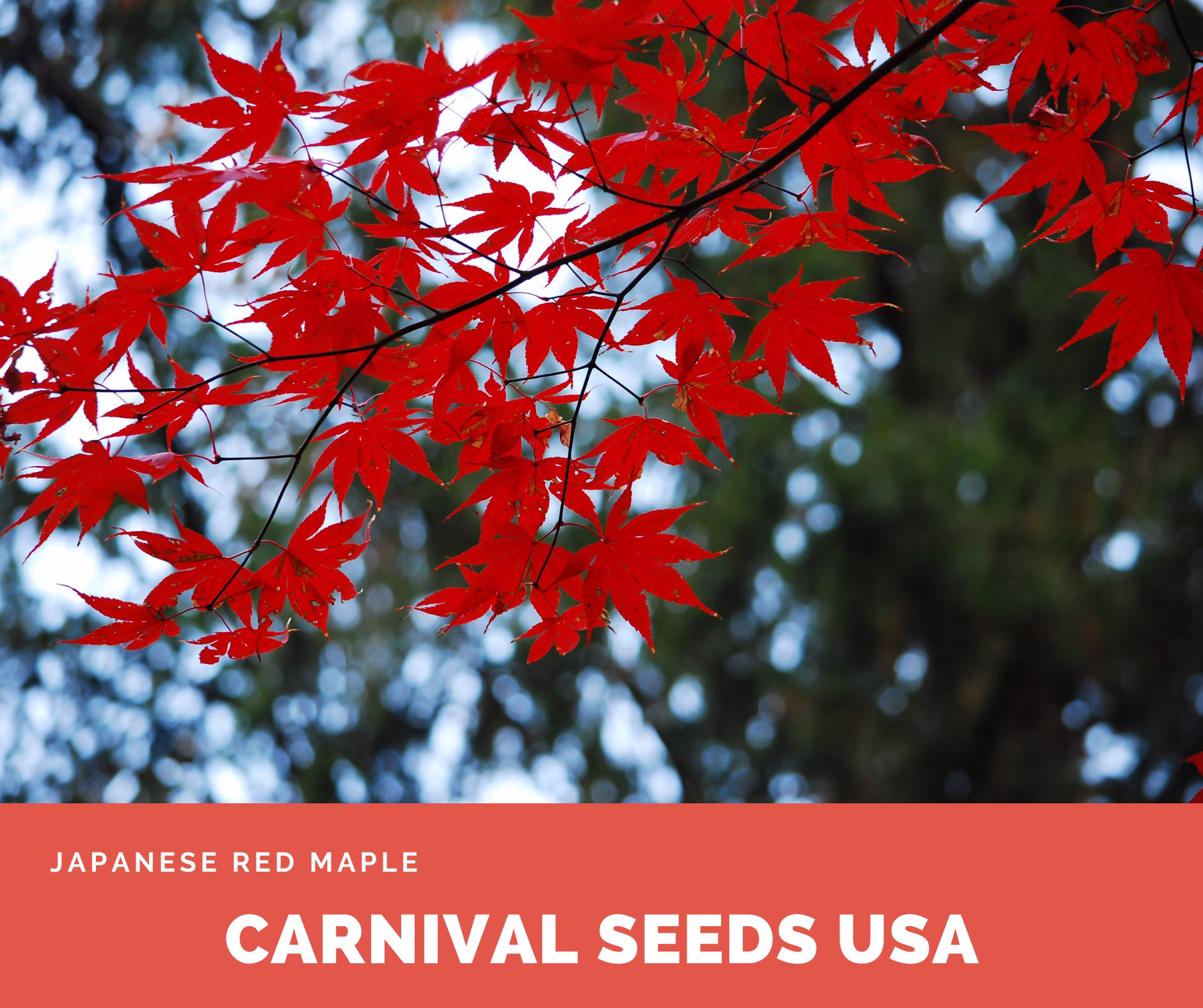 Japanese Red Maple - 5 Seeds Plant