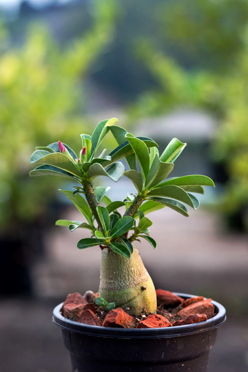 Adenium Obesum Colour Hybrid Mix, Desert Rose X10 Seeds Houseplant Or Bonsai