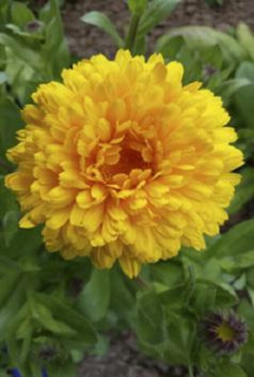 Princess Naga Calendula | 10 Seeds New Marigold | Pot Popular Seed