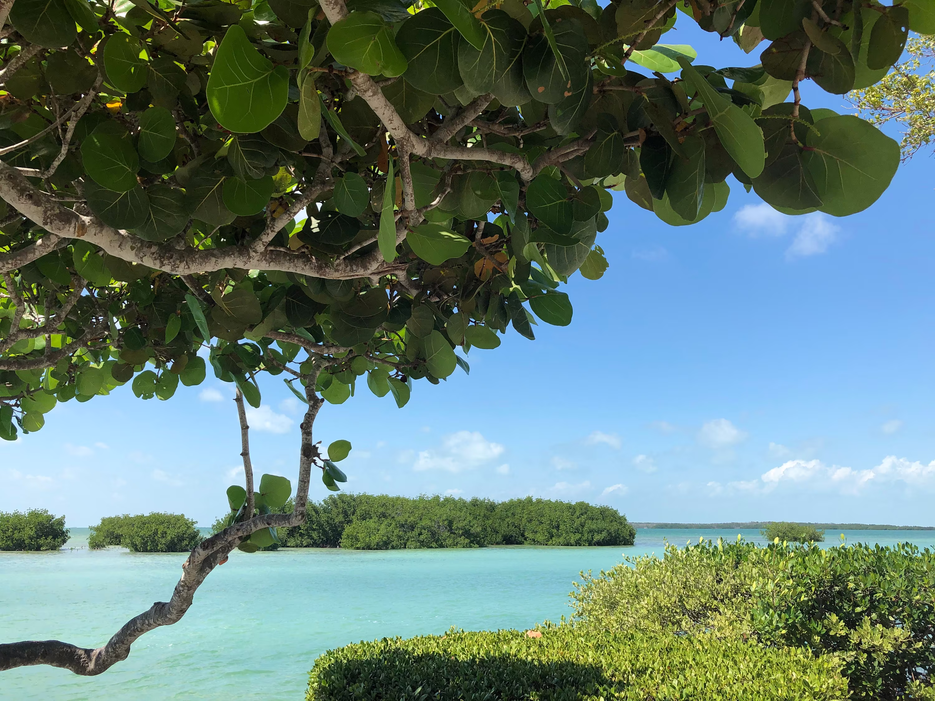 Sea Grape Tree | Coccoloba Uvifera Seeds