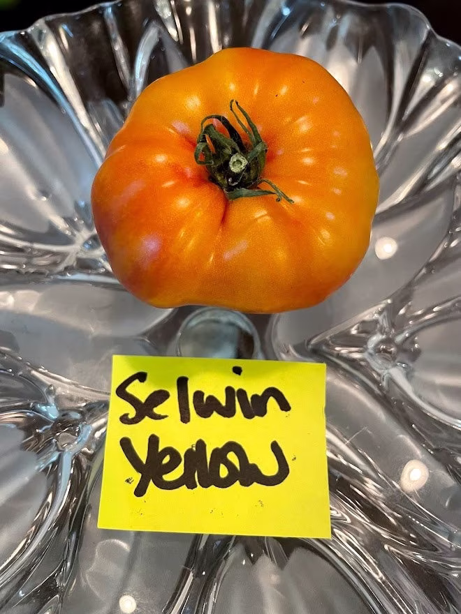 Selwin Yellow Heirloom Tomato Seeds