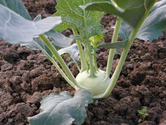 Batch Of 250 Seeds Kohlrabi Di Vienna Bianco