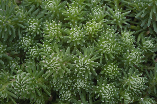Sedum Forsterianum Oracle, X50 Seeds, Hardy Perennial, Fairy Flower Seeds