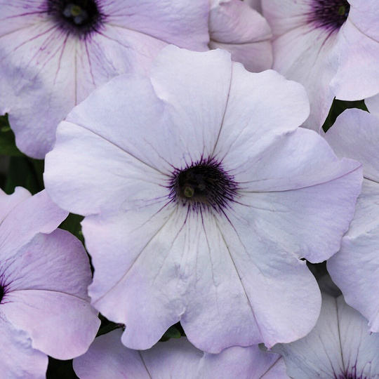 Petunia Seeds Easy Wave Silver 100 Thru 500 Pelleted Bulk