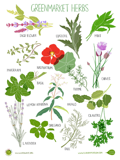 Herb Poster