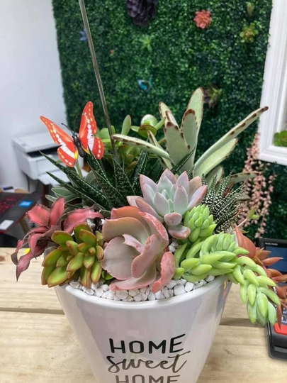 Home Sweet Ceramic Container With Live Succulent Mixture/Garden Spring Summer/ Easy Low Maintenance Arrangement Plants Cactus