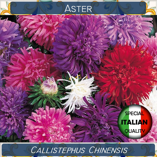 1570+ Aster Mixed Colors Seeds, Callistephus Chinensis Flower Astro Piuma Di Struzzo #fi506