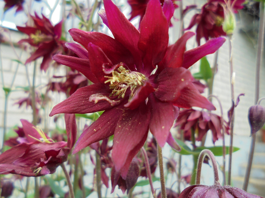 Columbine Aquilegia, 80 Seeds Mix, Pink Red Perennial Flower, Double Single Flowered Mix
