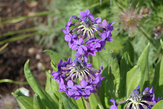 Primula Sinopurpurea Seed