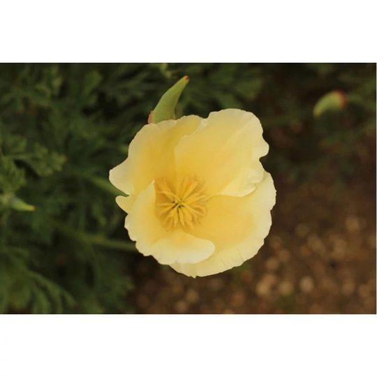 California Poppy Alba Seeds Annual Flowering Non Gmo For Planting | 201462