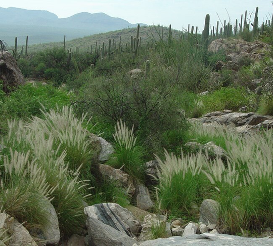 Mesquite Ornamental Fountain Grass | 40 Seeds, Low Maintenance Grass Pennisetum Usps Tracking