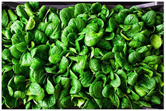 Vegetable - Spinach Greta F1 80 Premium Quality Seeds