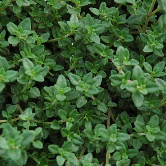 Thyme English Organic Herb Seed 30