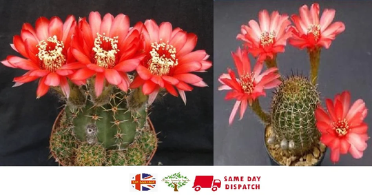 Lobivia Dobeana Cactus | 20 Seeds Red Flowers Very Easy Same Day Dispatch