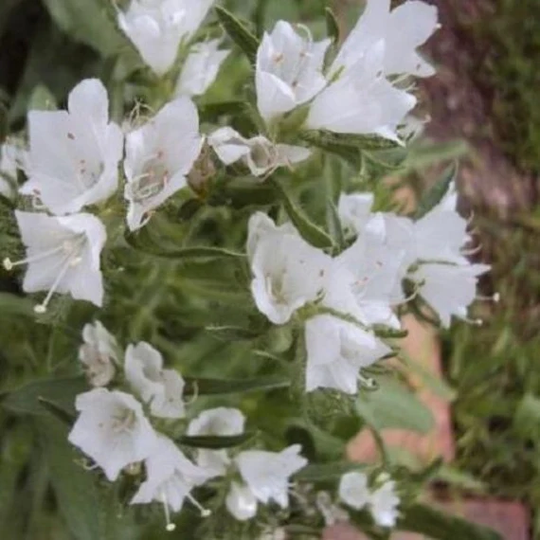 Echium Plantagineum - White Bedder Seed