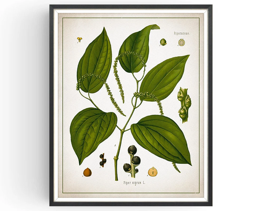 Black Pepper - Botanical Print Vintage Aromatherapy Medicinal Plant Botany Decor Kitchen Art Unframed