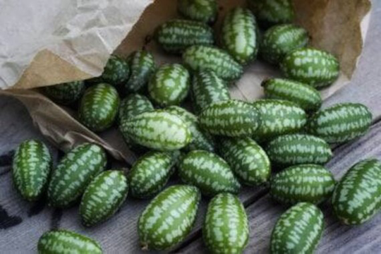 Cucamelon Mexican Gherkin 10 Seeds | Unique Grape-Sized Fruit That Taste Like Cucumber With A Hint Of Lime Rare