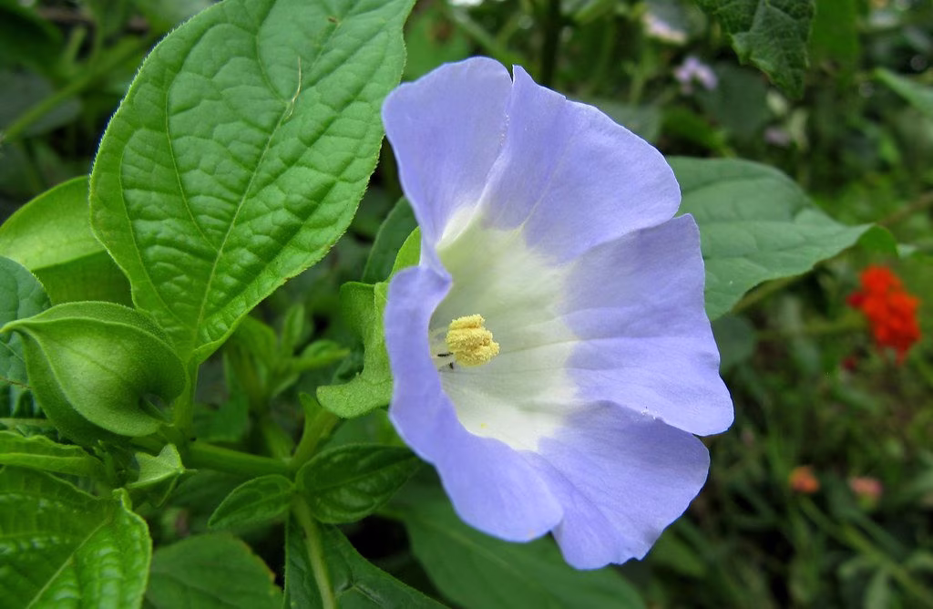 500 Nicandra Physaloides Seeds , Shoo Fly Plant Seeds. Apple Of Peru