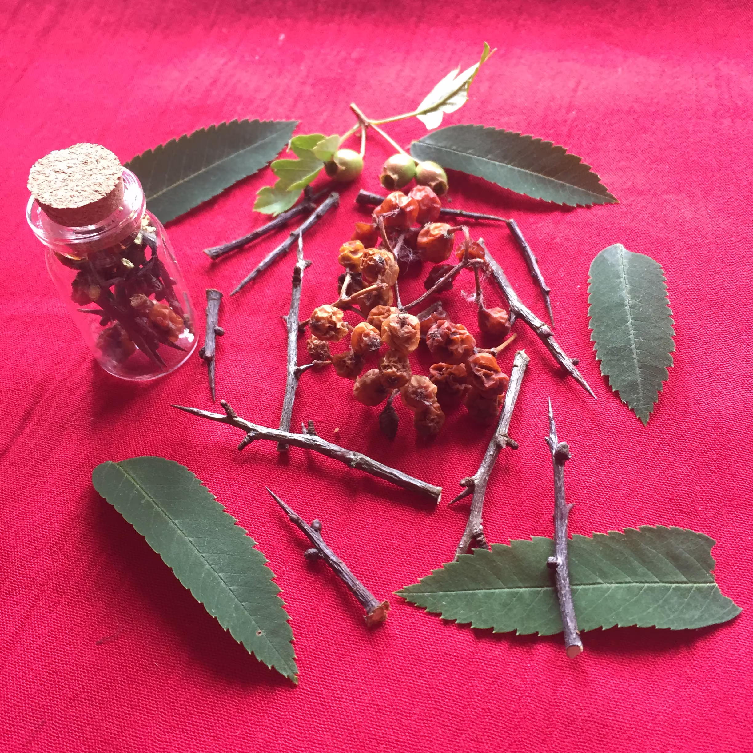 Blackthorn Hawthorn Rowan Protection Collection
