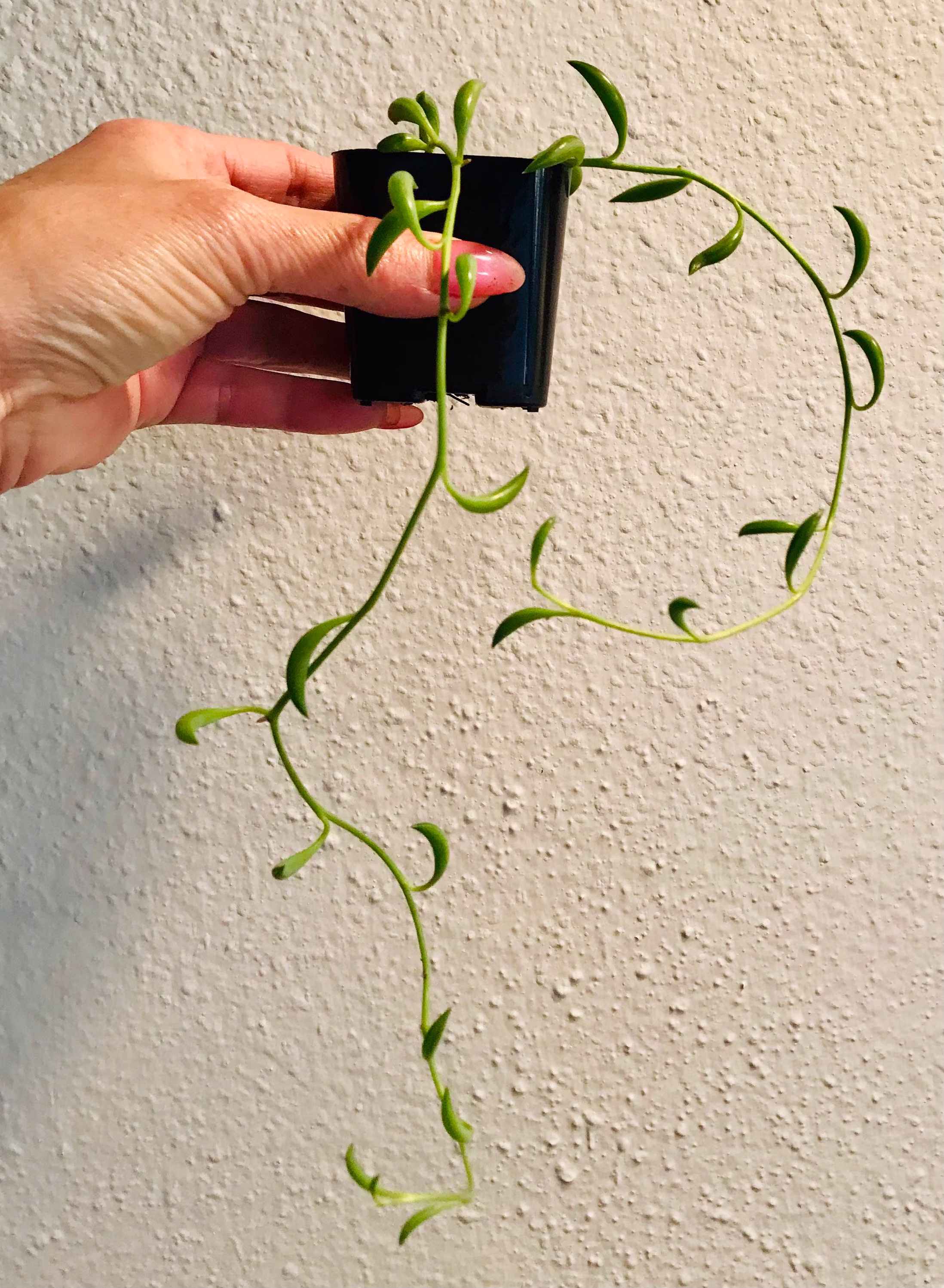 string Of Bananas ~ Of Fishhooks Senecio Radicans Succulent