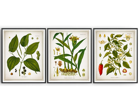 Hot & Spicy - Botanical Prints Set Of 3 Black Pepper Ginger Chilli Kitchen Decor Herbs & Spices Unframed
