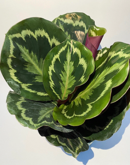 Calathea Silhouette 6