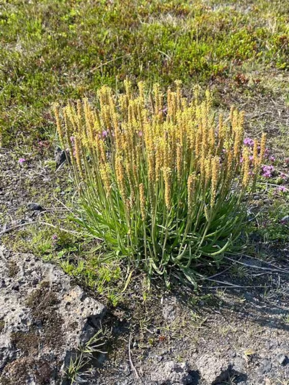 Plantago Maritima | 100 Seeds