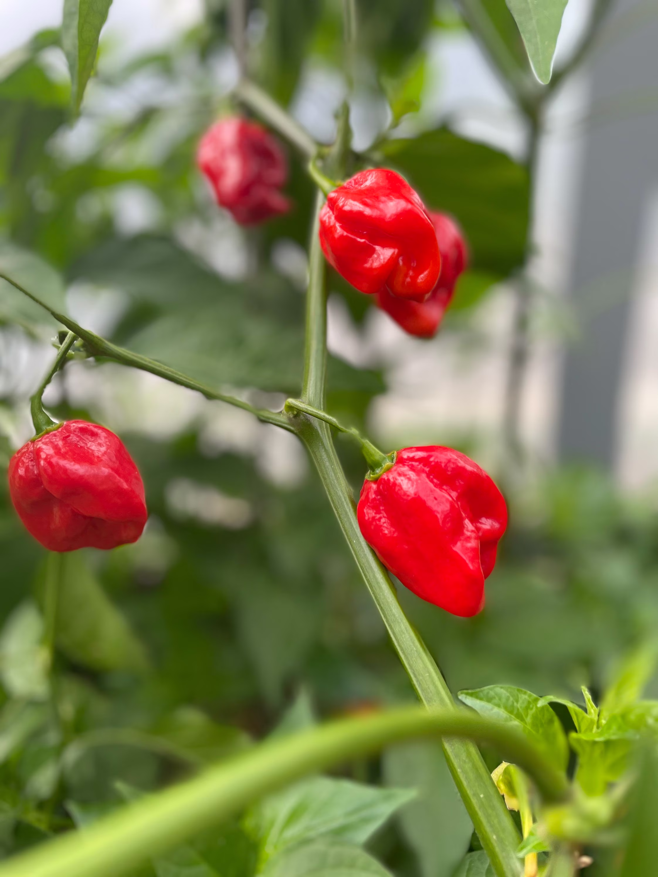 Red Scorpion Pepper Seed | 20 Seeds/Pack