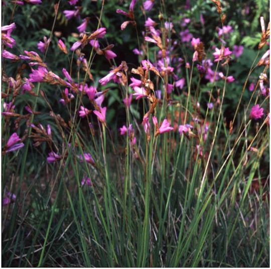 Dierama Pulcherrimum X 10 Seeds Angels Fishing-Rods, Fairy Flower Seeds