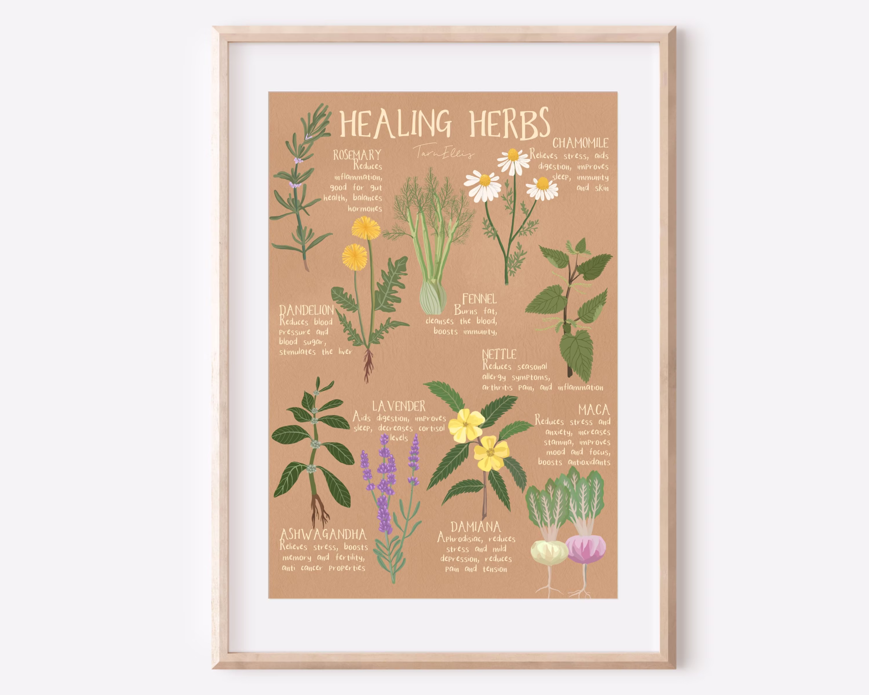 Healing Herbs - Fine Art Natural Medicine Tea Illustration Print