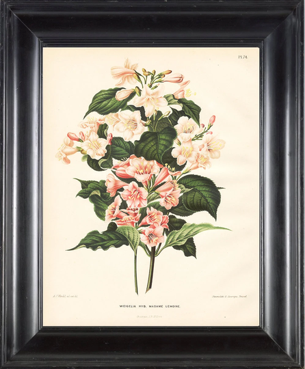 Botanical Print Wendel 8x10 Botanical Art Print 47 Beautiful Antique Weigelia Madame Lemoine Flowers Garden Plant Interior Design