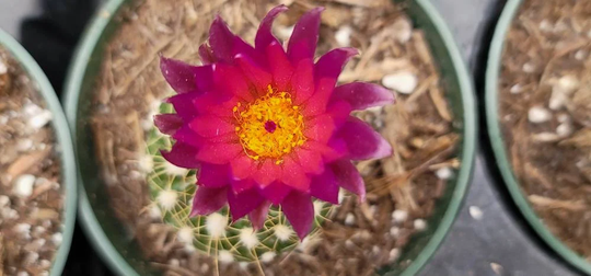 Cactus Sp - Purple Bloom 4