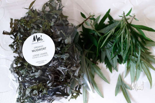 Organic Mugwort, Product Of Canada, Dried Leaves, Homegrown Herbs